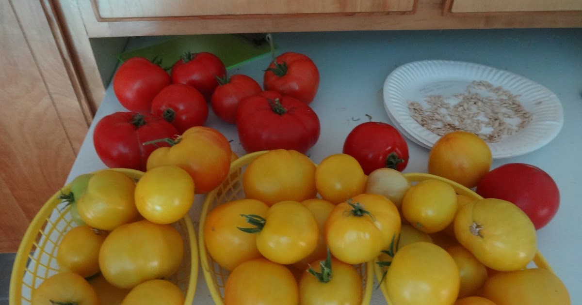 The Scientific Gardener Fridge Tomatoes
