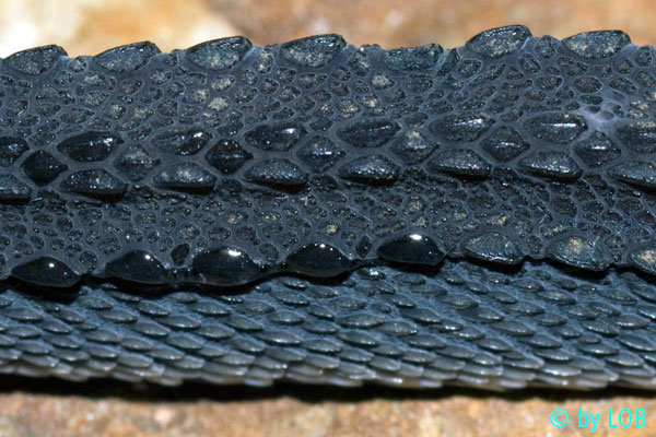 Resultado de imagem para xenodermus javanicus