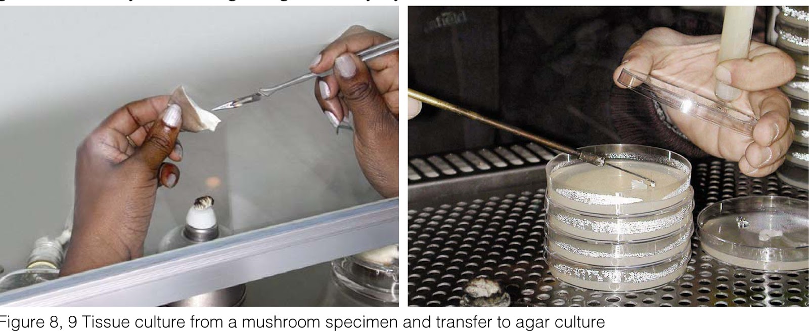 HOW TO MAKE OYSTER MUSHROOM GRAIN SPAWN IN A SIMPLE WAY