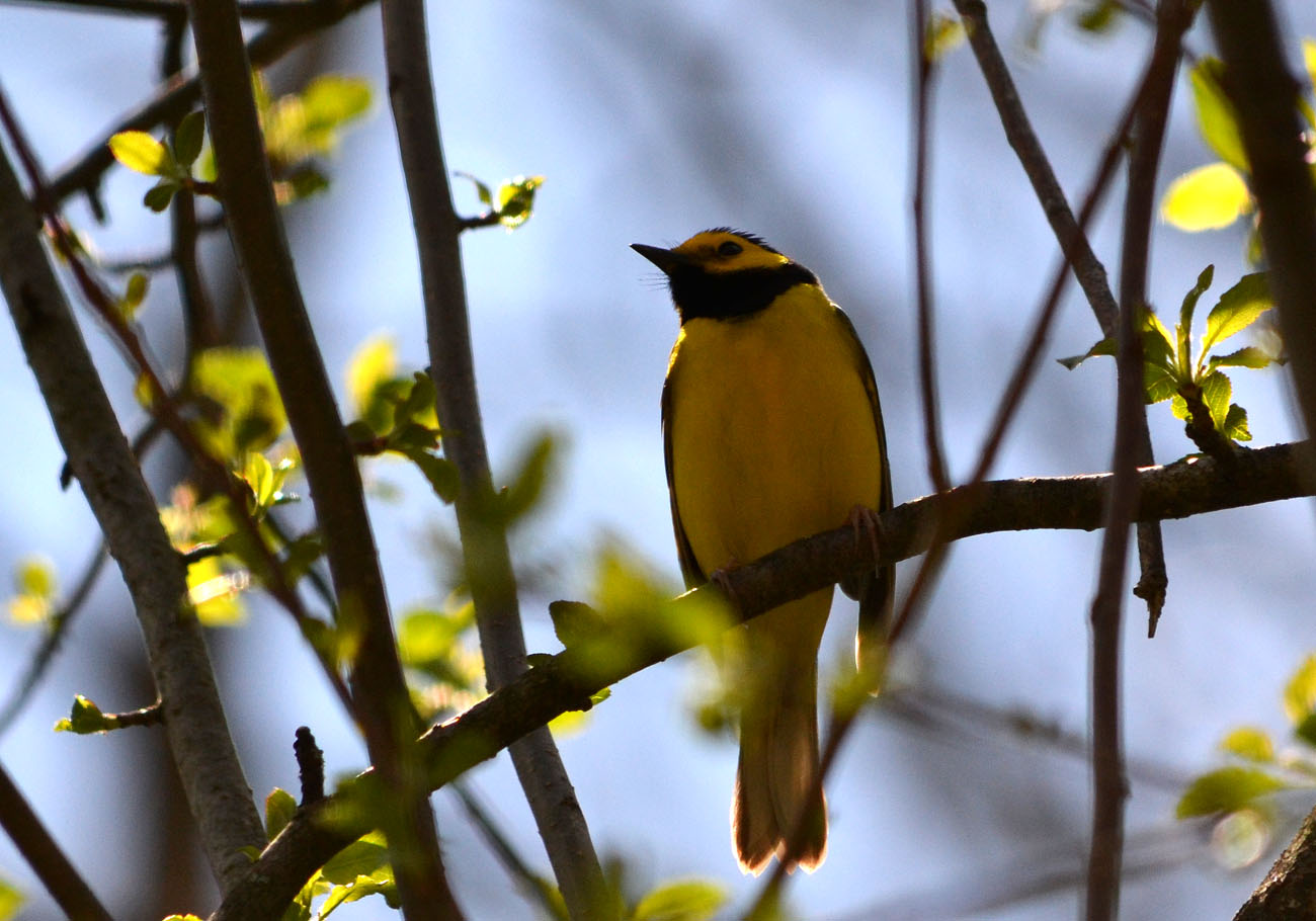Woods Walks and Wildlife Hooded Warblers and More at Bent of the River