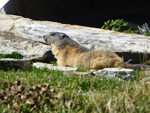Marmotte de l'Aiguille