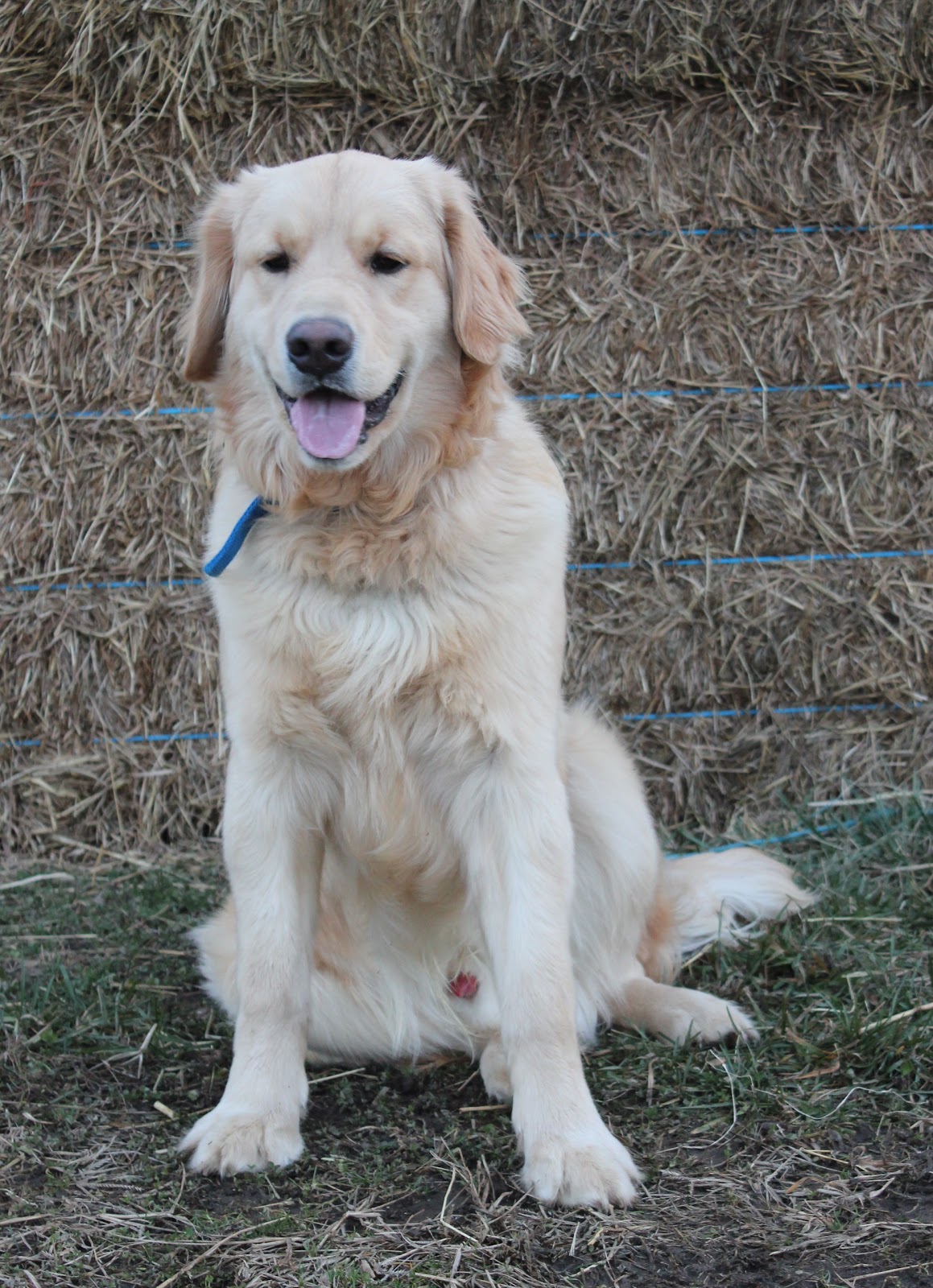 Countryside Golden Retrievers: Stud Service