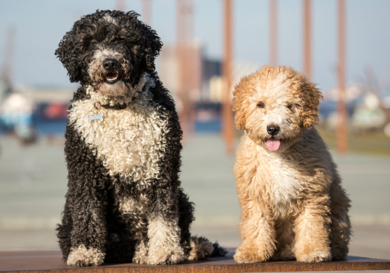Everything about your Spanish Water Dog Luv My Dogs