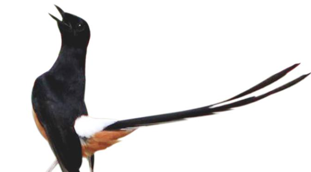 Burung Pedia 122 Gambar Pola Ekor Murai Batu Semua Jenis