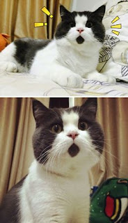 Foto-foto Kucing Lucu Sedunia Foto-foto Kucing Lucu Sedunia