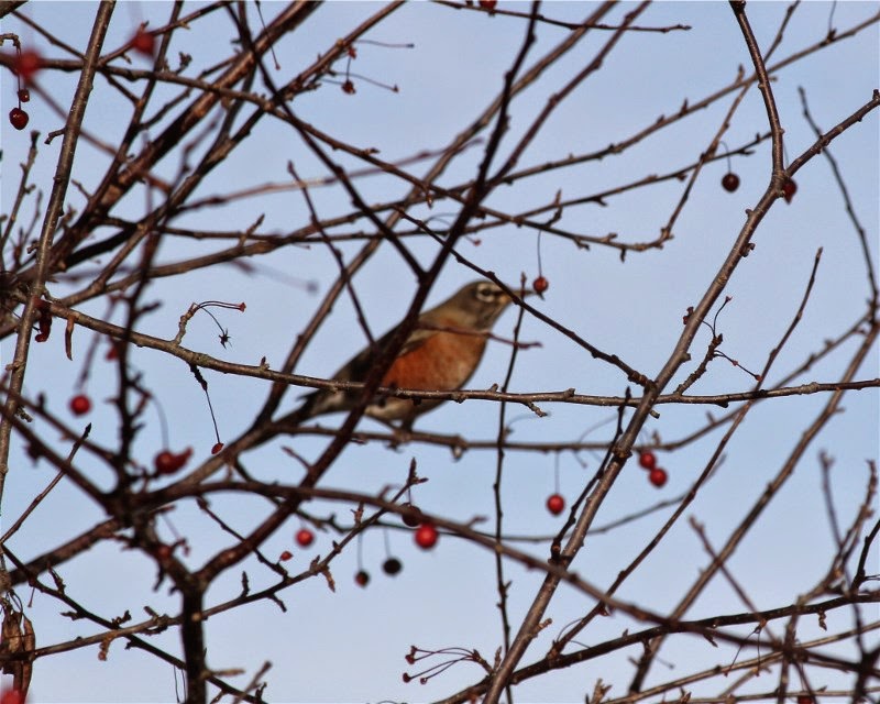 nature tales and camera trails Lots of American Robins in our yard!