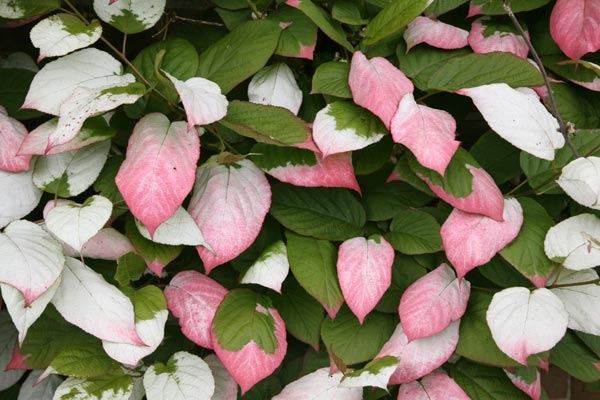 Weigela Florida Carlton Ghost Stock Photo Picture And Rights