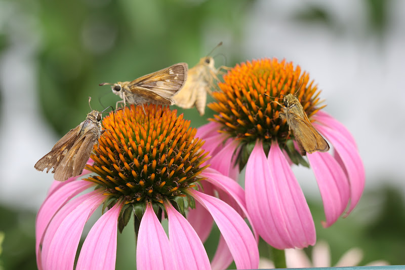 Love, Joy and Peas Pretty Flowers & Wild Insects This Week In My
