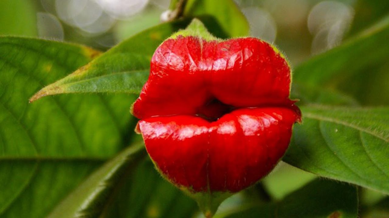 Beautiful Rare Flower Sexy Woman Lips