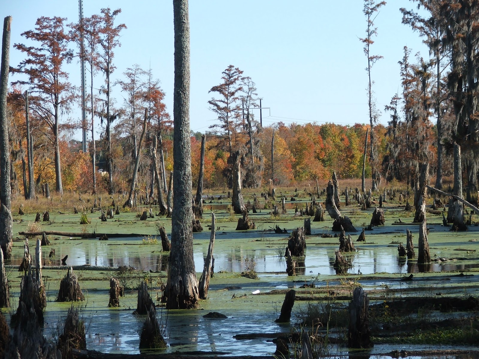 Southern Comfort: PIC OF THE WEEK - THE SWAMP