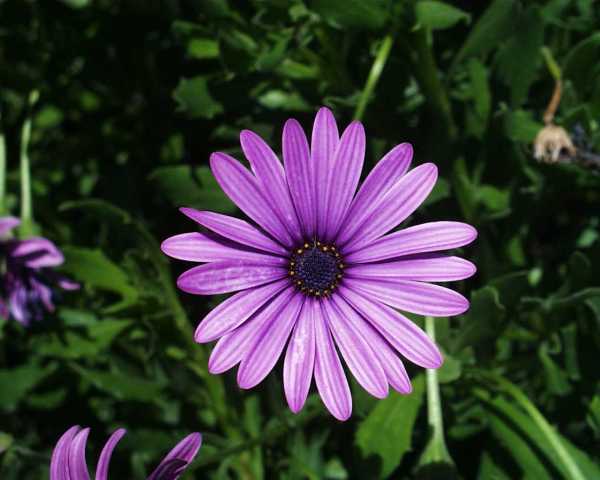 Pretty Flower Pictures Pretty Flower Pictures
