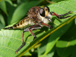ohio birds fly cannibal