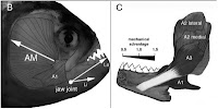 http://sciencythoughts.blogspot.co.uk/2013/06/the-bite-of-megapiranha.html