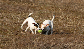 Tug of war with a ball Tug of war with a ball