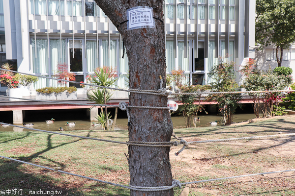 后里中科崴立機電櫻花公園綠萼櫻和八重櫻登場,櫻花步道好好拍 后里中科崴立機電櫻花公園綠萼櫻和八重櫻登場,櫻花步道好好拍