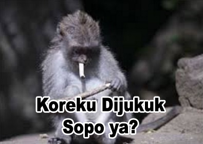 8 Gambar Monyet Lucu Terbaru Bisa Untuk Dp Humor X Lucu