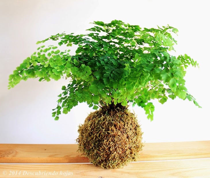 kokedama beaucarnea