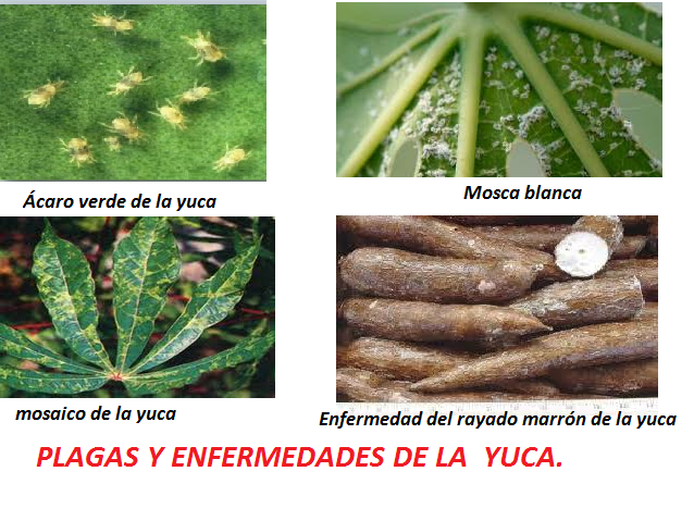 enfermedad importante africa enfermedad importante africa