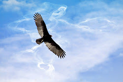 birds which fly high 14