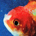 Vince Staples Feat. Ty Dolla Sign - Rain Come Down