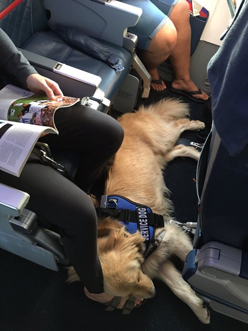 How To Make My Dog An Emotional Support Animal How To Make My Dog An Emotional Support Animal
