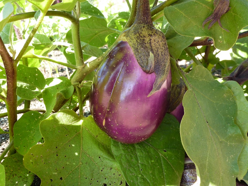 why eggplant is called eggplant Natural born explorers
