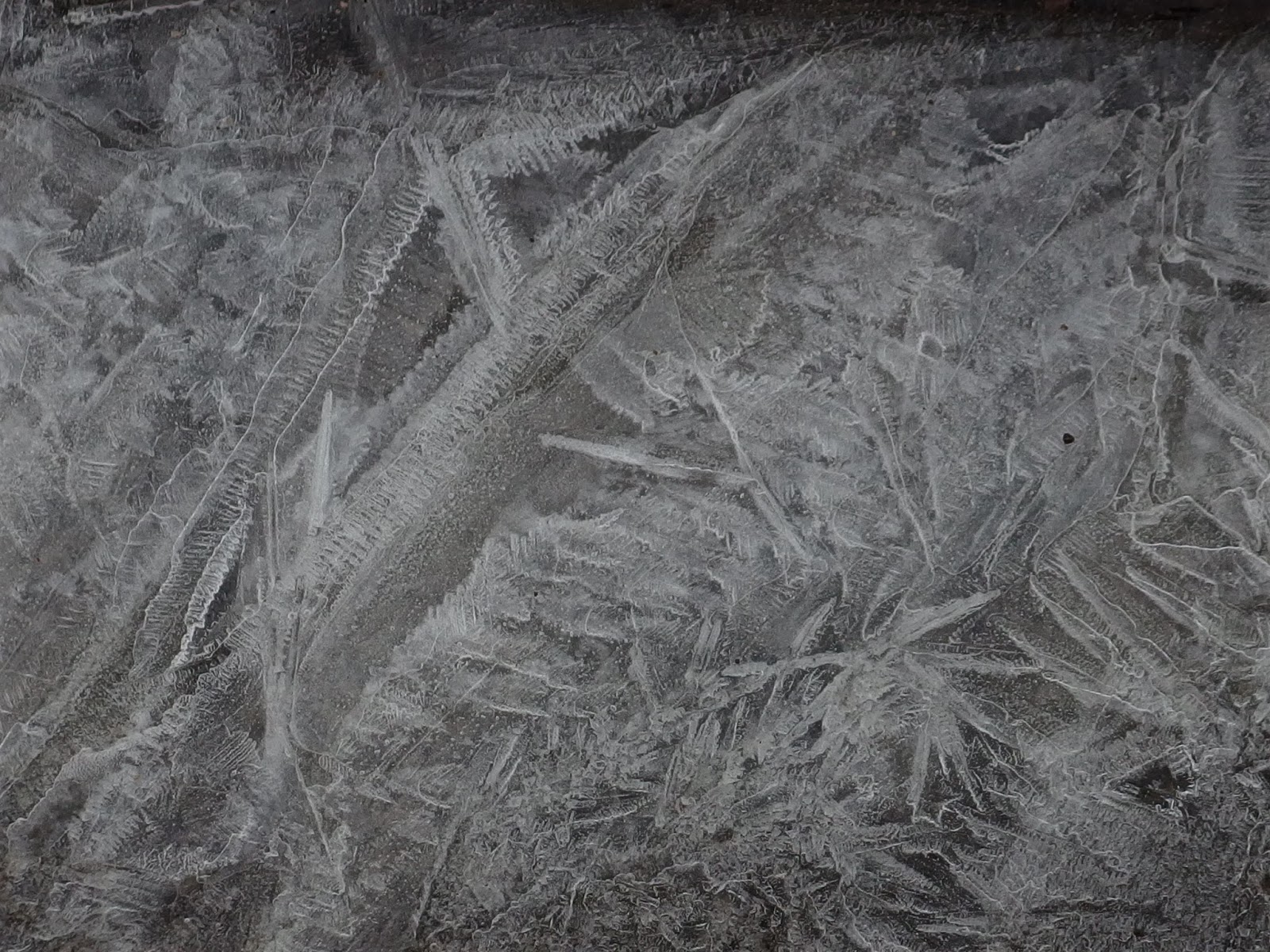 the golden fish flash frozen puddles