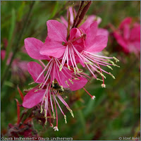 Gaura lindheimeri   inflorescence  - Gaura Lindheimera  kwiatostan 