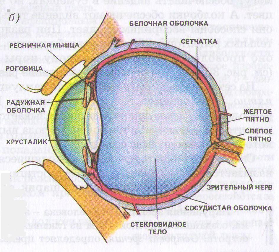 Орган зрения строение и функции глаза. Зрительный анализатор желтое пятно. Строение оптического аппарата зрительного анализатора. Зрительный анализатор строение и функции анатомия. Сетчатка сосудистая белочная оболочки глазного.