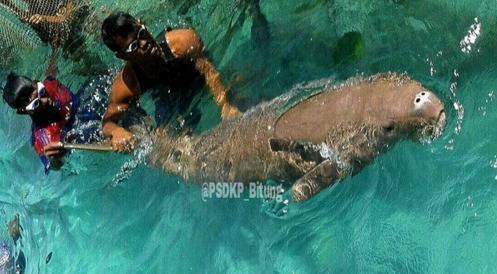 Kejam Hewan Laut Langka Ini Dirantai Dan Dikandang Gegara Ini