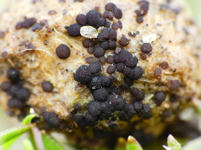 Saccobolus depauperatus