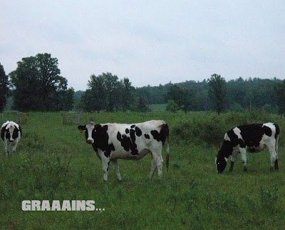 spooky looking cows in a field