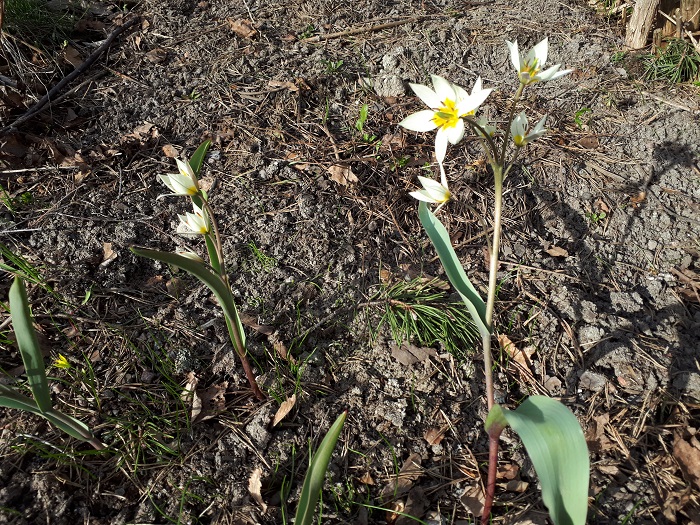 Kääpiötulppaani