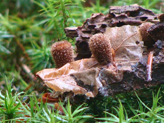 Cyathus striatus DSC43712