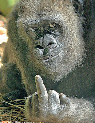 Gemeine Tiere im Zoo - Gorilla zeigt Stinkefinger lustig Gemeine Tiere im Zoo - Gorilla zeigt Stinkefinger lustig