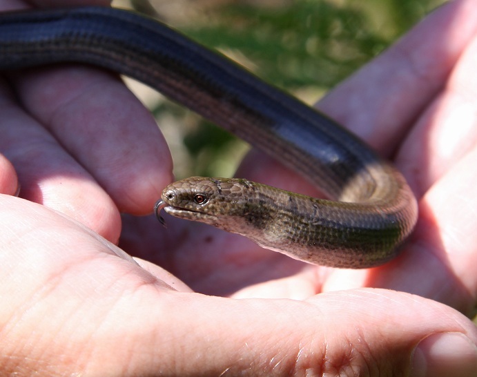 Lancashire and Lakeland Outback Adventure Wildlife Safaris More slow worms Lancashire and Lakeland Outback Adventure Wildlife Safaris More slow worms