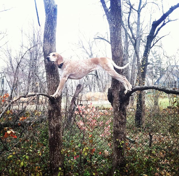 Maddie on branches