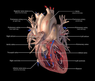 Sora's Pictures of Various Cool Stuff: The Human Anatomy