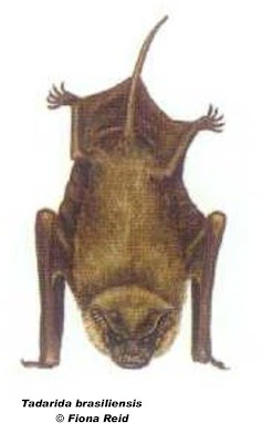 Moloso común Tadarida brasiliensis