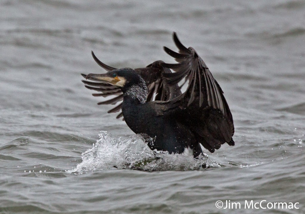 Ohio Birds and Biodiversity Cormorant battles giant fish!
