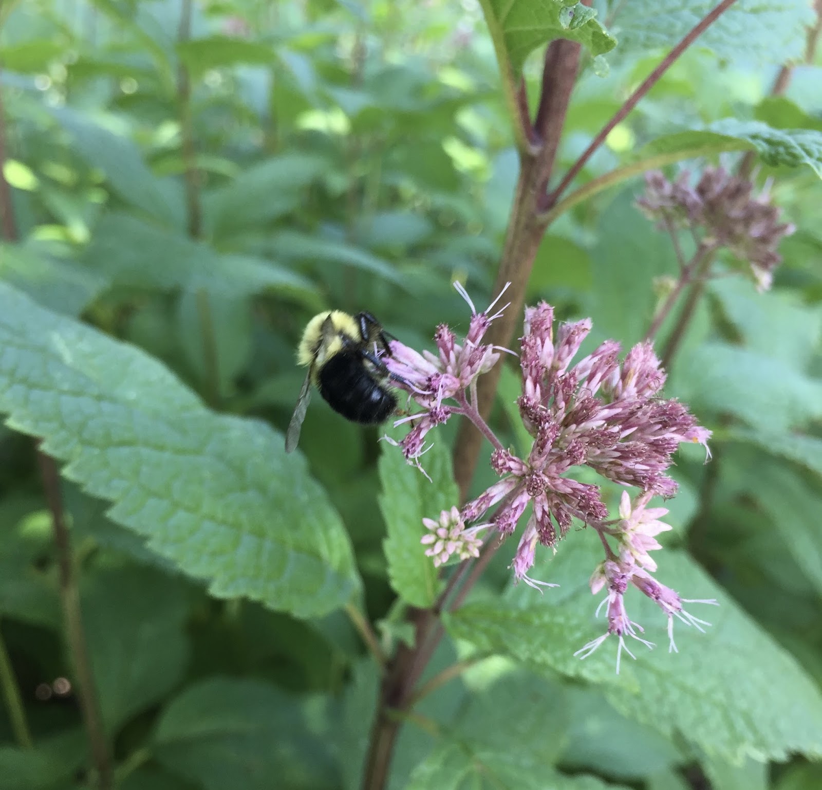 Pollinators! On Flowers! Trust me!