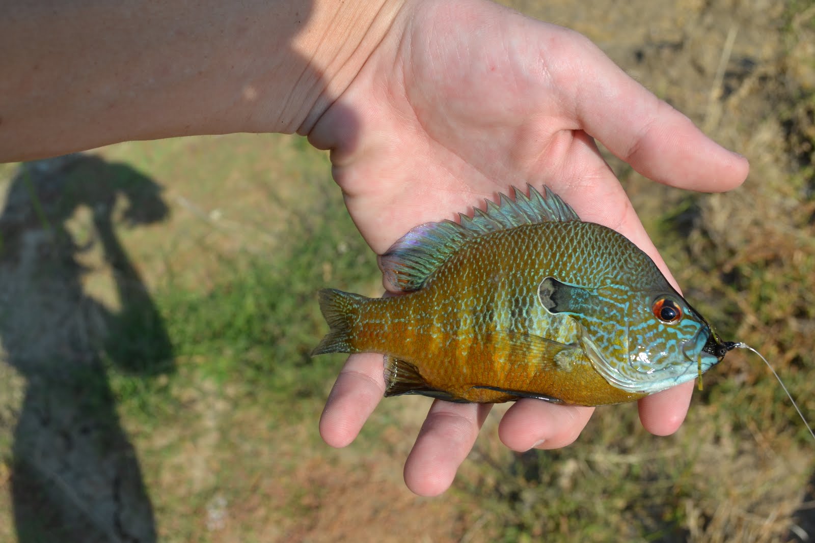 Pondbass The FishBlog It s Too HOT