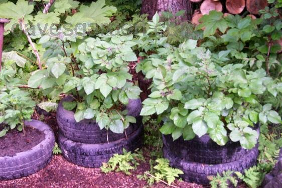 Growing Potatoes In Tires Tips And Guides From Home Wealth Growing Potatoes In Tires Plant