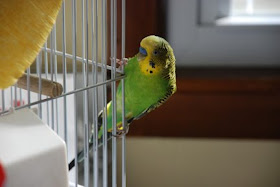 green and yellow boy parakeet