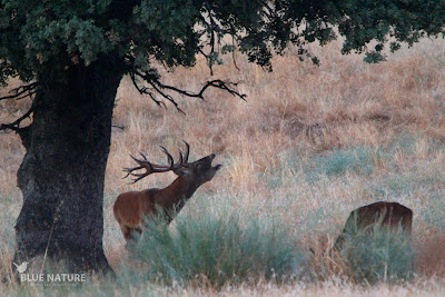 Macho de ciervo común (Cervus elaphus) berreando junto a hembra comiendo   Red deer male roaring next to a female eating.
