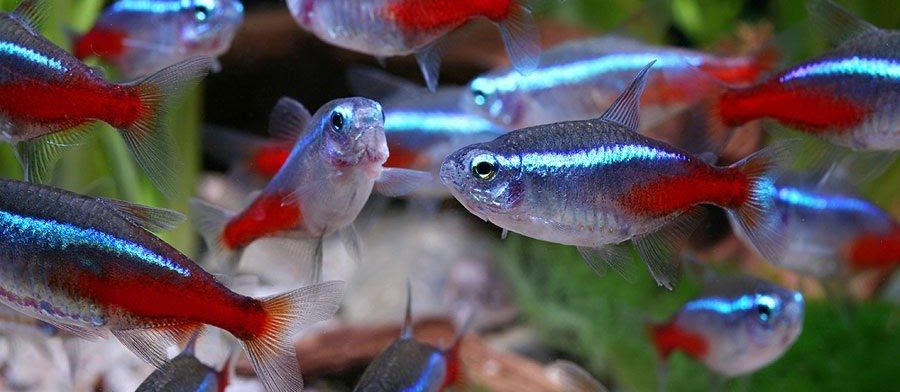Budidaya Ikan Hias Neon Tetra Kecil Tahan Lama