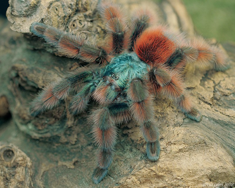 Trabajar en el zoo Cuidados de la tarántula Avicularia versicolor