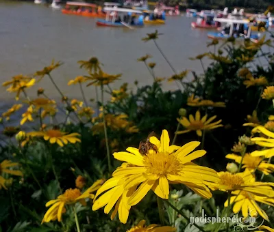 Burnham Park Sunflower and Bee