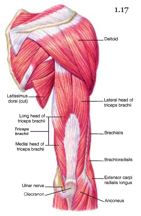 Arm Muscle Group 103