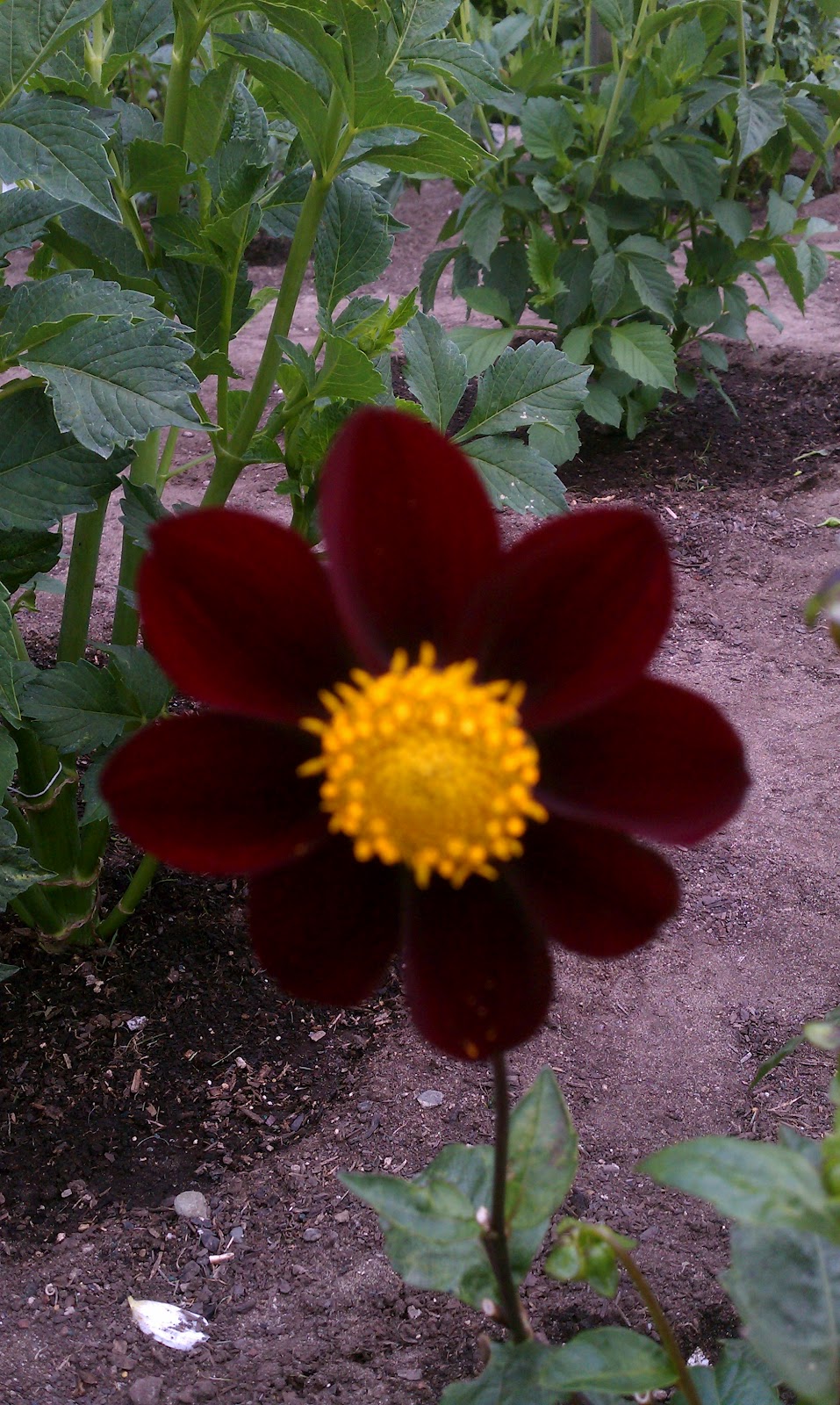 Hoogasian Flowers It's Dahlia Season (all photos in this post taken at